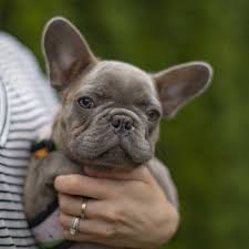 Here are 2 puppies from one of ocarinas previous litters. Nw Frenchies Lilac French Bulldog Puppy For Sale Washington State Bulldog Puppies Bulldog Puppies For Sale Bulldog