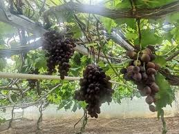 Namun jika hendak ke sini pastikan anda memeriksa musim buah dahulu kerana kebiasaannya buah anggur akan berbuah sekitar bulan mac dan september sahaja. Ladang Anggur Bertam Valley Cameron Sophiarose Homestay Facebook