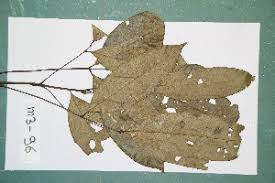 Image result for Pancovia