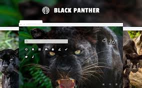 Black panther animal hd wallpaper for laptop. Black Panther Wild Cat Hd Wallpapers