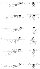 Estilo Mariposa ~ Natación OnLine