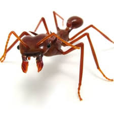 Following guidance from the centers for disease control and prevention (cdc), we've increased the frequency of cleaning and general hygiene maintenance in. Crazy Frog Pest Control 32 Reviews Pest Control 2735 S Cole Rd Boise Id Phone Number