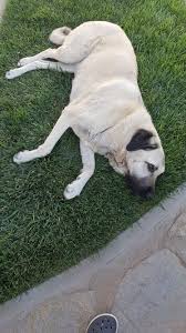 Dianne Adli Kullanicinin Anatolian Shepherd Panosundaki Pin Kangal Kopegi Kopek