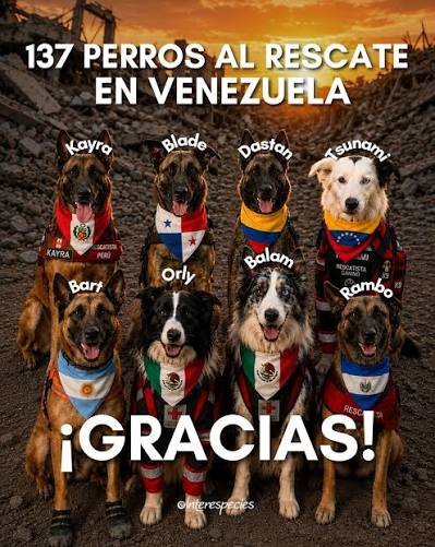 Tras los terremotos que sacudieron a Venezuela el pasado 24 de junio, algo  se movió en el mundo: 137 perros rescatistas se sumaron a las labores de  búsqueda, de los cuales alrededor