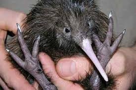 20 Facts About The Adorably Odd Kiwi Bird Beautiful Birds Kiwi Bird Birds
