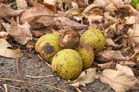 We did not find results for: How To Harvest And Process Black Walnuts Backyard Forager
