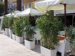 Bambus im kübel kann auf verschiedenen wegen bezogen werden, so auch über das internet mit seinen gängigen einkaufsportalen. Bambus Im Kubel Kaufen Sichtschutz Bambushecken De