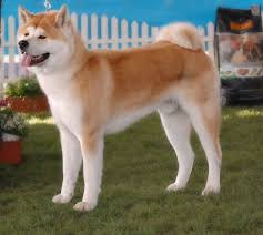 Pin On Animal Pics