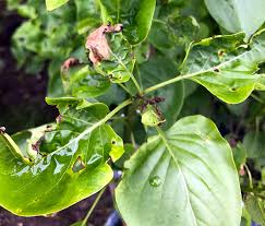 This problem mainly occurs on plants with narrow pointed leaves, like dracaenas (dracaena spp.), cordylines. My Leaves Have Brown Spots Hyannis Country Garden