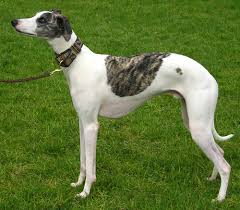 whippet wikipedia