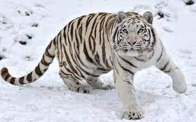 White Tiger Wallpaper Wallpapers For Free Download Baby White Tigers In Snow 1920x1200 Wallpaper Teahub Io