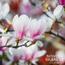 Van aken's trees can be found in arkansas, kentucky, maine, massachusetts, new jersey, new york and. Tree Nursery Central Massachusetts Ma Perreault Nursery Bower Branch