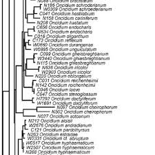 Image result for Liparis odontochilos