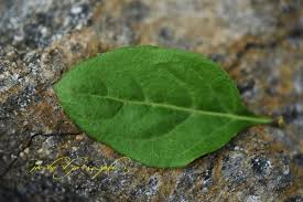 Image result for Lycium pilifolium