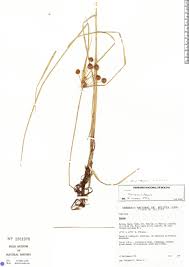 Image result for Oxycaryum