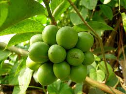 Image result for Artabotrys