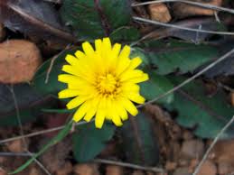 Image result for Taraxacum