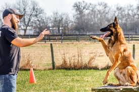 Therefore, puppy obedience training is easy and fun in that period. Mayday Dog Training Professional Dog Trainer Near Katy
