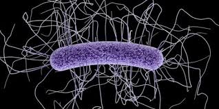 Image result for Clostridium difficile