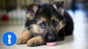 If your puppy is orphaned or wasn't trained by their mother, you can use a washcloth or cotton ball soaked in warm water and gently stroke these areas. Baby German Shepherds Swimming Cutest Compilation Youtube