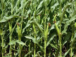 Jul 19, 2017 · sweet corn may produce two or sometimes three ears per plant because there is wider spacing and less competition. Row Of Corn Stalks With Ears Near Puzzle For Sale By Timothy Hearsum