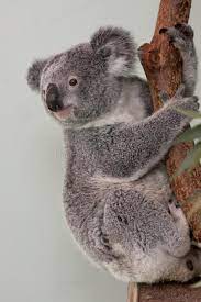 Koala Bear In A Tree Australian Koala Bear Hanging On To A Tree Aff Bear Koala Tree Hanging Australian Ad Koala Bear Koala Australia Animals