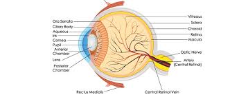 Image result for Retinal Anatomy
