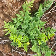 Image result for Cheilanthes viridis