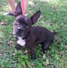 We did not find results for: New Martinsville Wv French Bulldog Meet Luke A Pet For Adoption