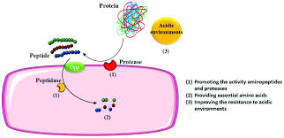 Maybe you would like to learn more about one of these? The Potential Of Proteins Hydrolysates And Peptides As Growth Factors For Lactobacillus And Bifidobacterium Current Research And Future Perspective Food Function Rsc Publishing Doi 10 1039 C9fo02961c
