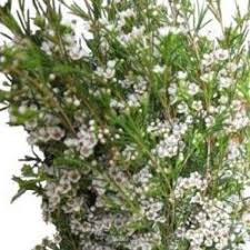 Get the best deal for green wedding flower balls from the largest online selection at ebay.com. Green Ball Dianthus Flowers 10 Bunch J R Roses Wholesale Flowers