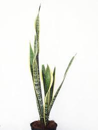 Nah, untuk kamu yang memang sangat cinta ini dia jenis sansevieria yang wajib punya. 11 Jenis Tanaman Hias Sansevieria Si Lidah Mertua Yang Bisa Serap Racun
