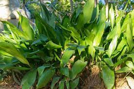 ハランの育て方 色々な育て方の情報 育て方ボックス ハラン 植物 ボックス