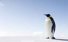 There are seven species of penguins in antarctica. Penguin Watching Trips In Antarctica Wildlife Worldwide
