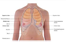 The lungs are the essential organs of respiration; Lab 2 Pre Lab Exercise Thoracic Cage Thoracic Lung Lobes