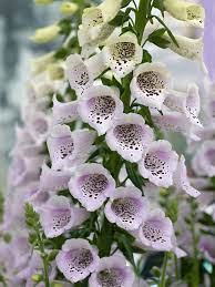 Digitalis Camelot Lavender Bluestone Perennials