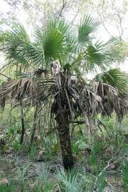 Image result for Sabal etonia