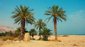 Hig desert heat is one more great album from too slim! Desert Plants Use A Secret Weapon To Endure The Extreme Heat Earth Com