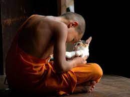 pin by john hosier on photos cats heartwarming photos cat people