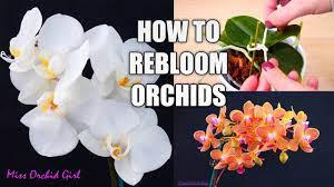 Maybe you would like to learn more about one of these? Orchid Care For Beginners How To Make Phalaenopsis Orchids Rebloom Spot Shape Flower Spikes Youtube