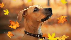 HD wallpaper: dog breed, autumn, leaf, rhodesian ridgeback, canine, pets | Wallpaper Flare