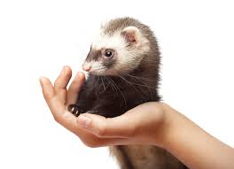 What Do Ferrets Eat A Guide To Feeding Your Ferret