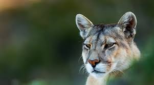 We did not find results for: Home Mountain Lion Foundation