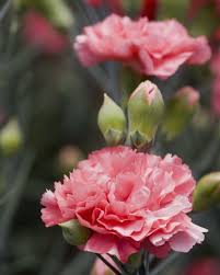 Pin On Flowers Plants