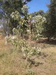 Image result for Vernonia zambiana