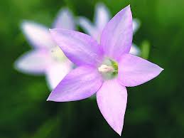 → wahlenbergia roth → wahlenbergia stricta (r.br.) sweet wahlenbergia stricta (r.br.) sweet austral bluebell hort.brit. Wahlenbergia Stricta Fairy Mist Native Bluebell Gardening With Angus