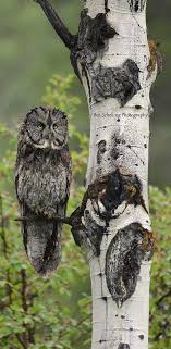 Focus Great Grey Owl Animals Pet Birds
