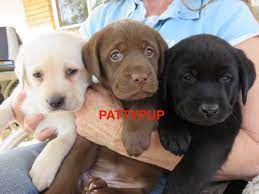 New and used items, cars, real estate, jobs, services looking for a female lab (smaller sized), medium size labradoodle, or lab mix puppy for loving home. Pattypup Labradors Labrador Retriever Breeder Nsw