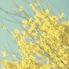 Image uploaded by traceyanne mccartney. 130 Pastel Yellow Ideas Pastel Yellow Yellow Aesthetic Yellow