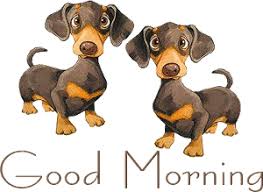 Our doxies come in a variety of colors, but each and every one loves to be held and loved. Mini Dachshund Pups